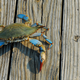 Illustration for article titled Today in crab news
